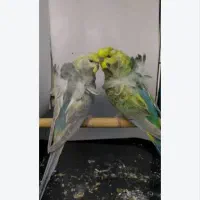 مرغ عشق پروانه ای مولد