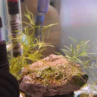 آکواریوم ماهی