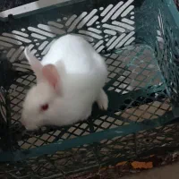 خرگوش|موش و خرگوش|مشهد, ایثار|دیوار