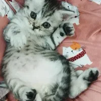 گربه بریتیش