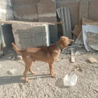 سگ پژدر|سگ|رباطکریم, شهرک صنعتی زوارهای|دیوار