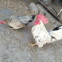 یک جفت مرغ و خروس جاپنیز زیبا و ریز جثه|پرنده|تهران, شهرک استقلال|دیوار