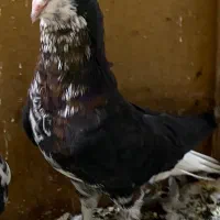 کبوتر خال‌ افشان رنگی