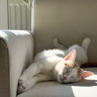 واگذاری گربه