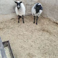 شیشک رومانف