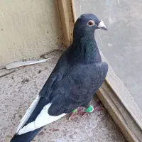 کفتر کبوتر|پرنده|مشهد, سمزقند|دیوار