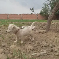 پاکوتاه پامر|سگ|آق قلا, |دیوار
