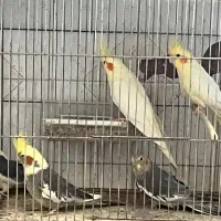 عروس هلندی|پرنده|یزد, |دیوار