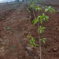 باغ سیب تاکستان