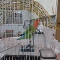 طوطی ماده برزیلی باقفس