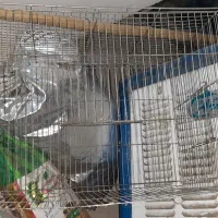 قفس پرنده