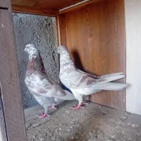 کفتر|پرنده|هشتگرد, گلسار|دیوار