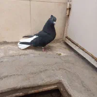 زیل دم سفید نر|پرنده|اقبالیه, |دیوار