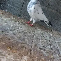 کبوتر فروشی