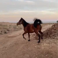 مادیون کورد