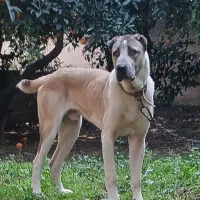 سگ نر الابای. پژدر سراب افغان ژرمن