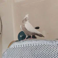 دم قهوه ای|پرنده|شیراز, شهرک مدرس|دیوار