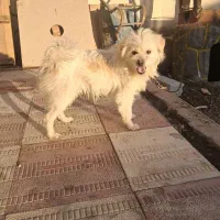 پاکوتا نر شیطون