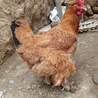 مرغ محلی