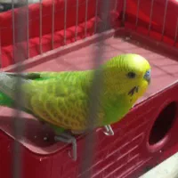 مرغ عشق سالم وزیبا