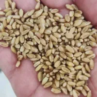 توزیع گندم مهرگان چمران بوجاری  هرتناژ و کود رازی|خدمات باغبانی و درختکاری|اهواز, لشکرآباد|دیوار