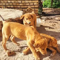 سه عدد توله سگ زرد سه قلوا