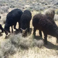 فروش بره نرترکی سبک درنیر سخوید