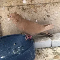ماده زرد