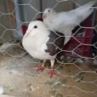 کبوتر|پرنده|گرگان, |دیوار