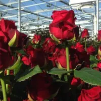 گلخانه گل رز تک و عمده