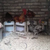 فروش مرغ و خروس جوان