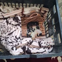 واگذاری رایگان بچه گربه