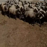 فروش میش اصیل شال|حیوانات مزرعه|شال, |دیوار