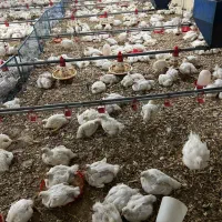 به یک نفر جهت کار در مرغداری گوشتی نیازمندیم