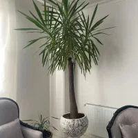 گل یوکا ۱۰ ساله غوول
