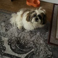 سگ شیتزو سوپر فلت|سگ|کیش, |دیوار