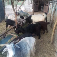 فروش بز و کهره|حیوانات مزرعه|جره و بالاده, |دیوار