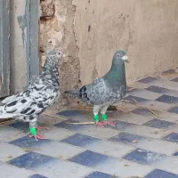 یک جفت نرو ماده سرور جفتش 2تومن