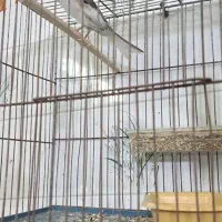 قناری نر|پرنده|آران و بیدگل, |دیوار