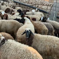 گله گوسفند بعلت تغییر شغل بفروش میرسه|حیوانات مزرعه|هلیلان, |دیوار