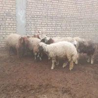 بره نر و ماده تکی و جمله موجود است|حیوانات مزرعه|شوش, |دیوار