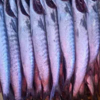 بانوی جنوب|حراج|قم, بنیاد|دیوار