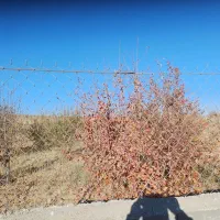 فروش ۴۰ پلاک باغ ویلا|فروش زمین و ملک کلنگی|ارژن, |دیوار