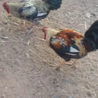 خروس لاری|حیوانات مزرعه|گرمسار, |دیوار