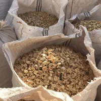 فروش پوست پسته ،کربن پسته