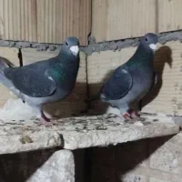 کبوتر|پرنده|شال, |دیوار