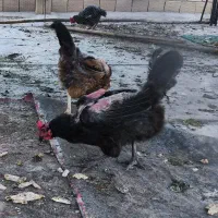 مرغ گلین