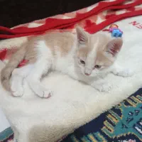 واگذاری رایگان بچه گربه سفید