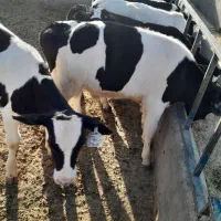 ۱۶راس گوساله صنعتی نر|حیوانات مزرعه|رامند, |دیوار