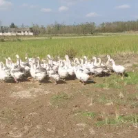 تعدای غاز محلی به فروش میرسد